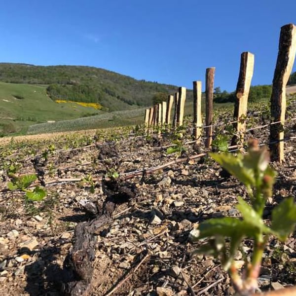 Domaine des Chopins - Germain Santailler
