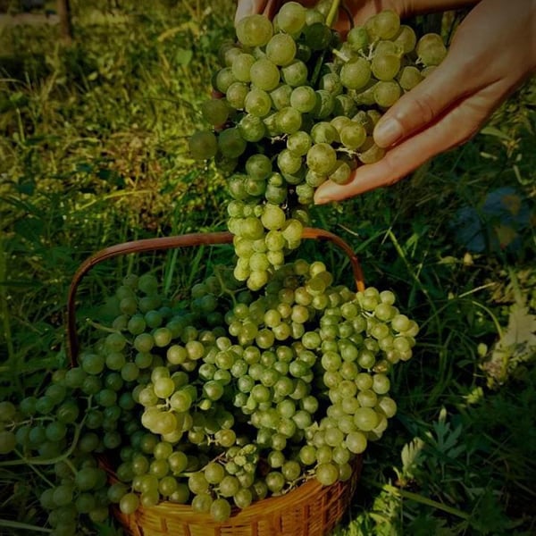 Gia Jamberidze Cellar - Gia Jamberidze
