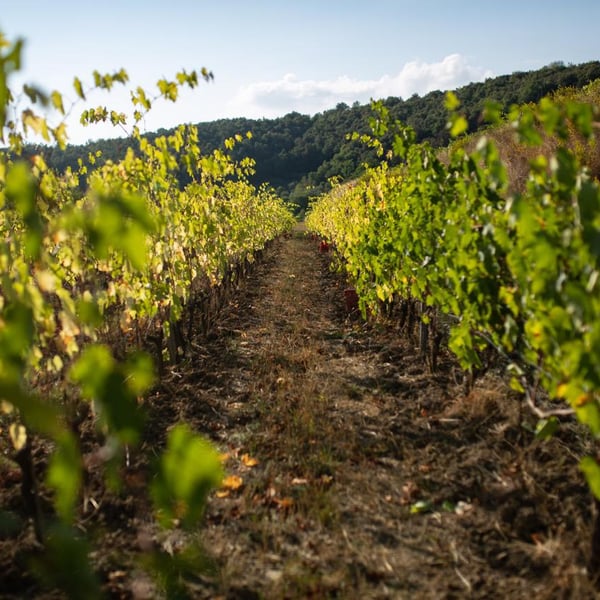 Azienda Agricola Carlo Tanganelli - Marco e Giacomo Tanganelli