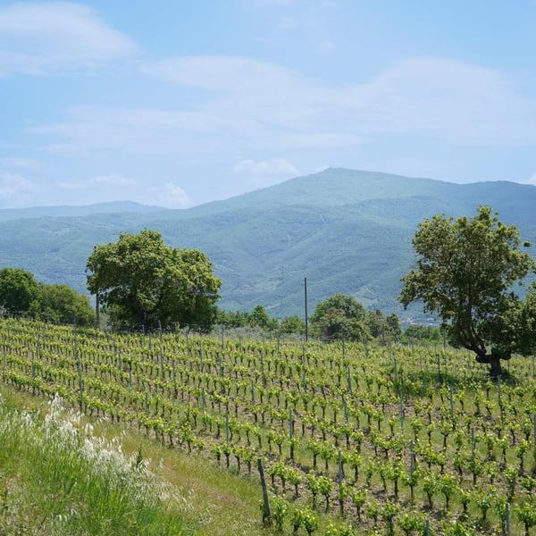 Azienda Agricola Carlo Tanganelli - Marco e Giacomo Tanganelli