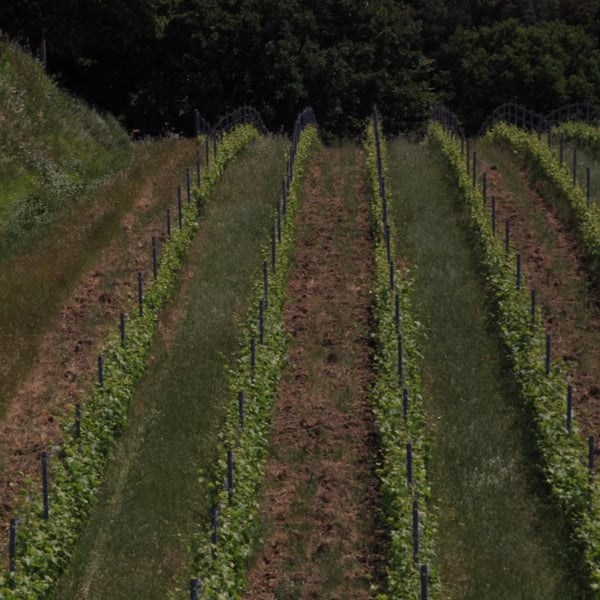 Azienda Agricola Carlo Tanganelli - Marco e Giacomo Tanganelli