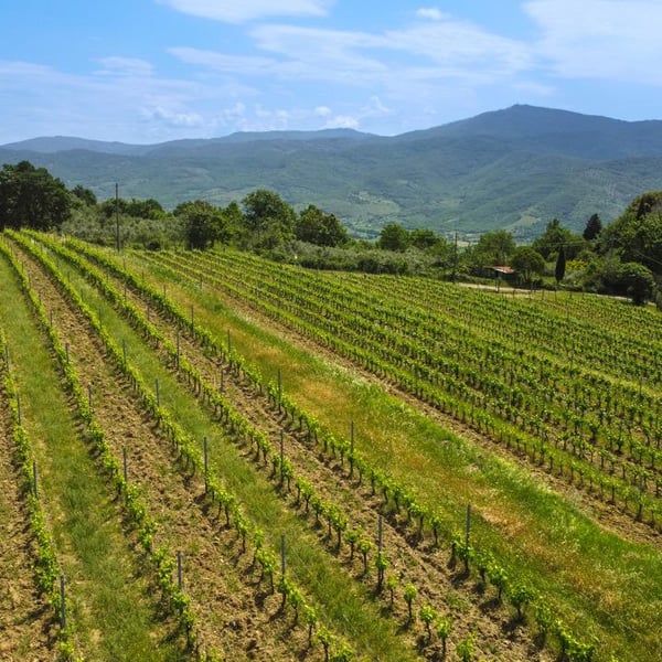 Azienda Agricola Carlo Tanganelli - Marco e Giacomo Tanganelli