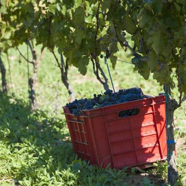 COS - Giambattista Cilia, Cirino Strano & Giusto Occhipinti