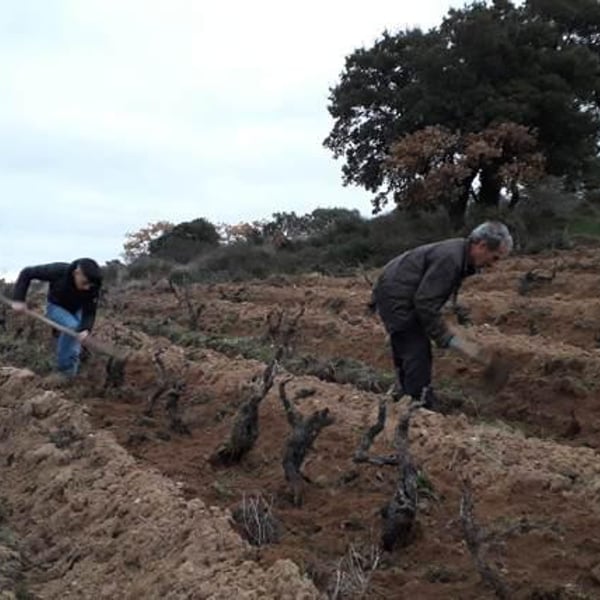 Azienda Agricola Paddeu - Giampaolo Paddeu