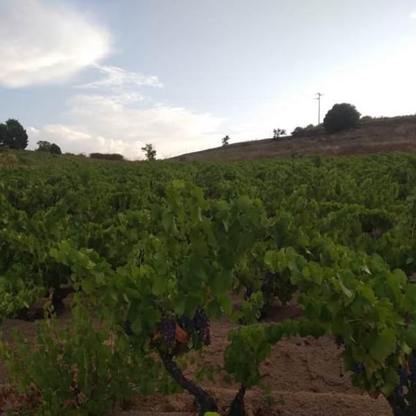 Azienda Agricola Paddeu - Giampaolo Paddeu