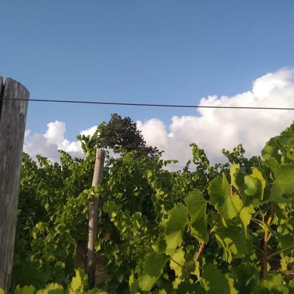 Azienda Agricola Paddeu - Giampaolo Paddeu