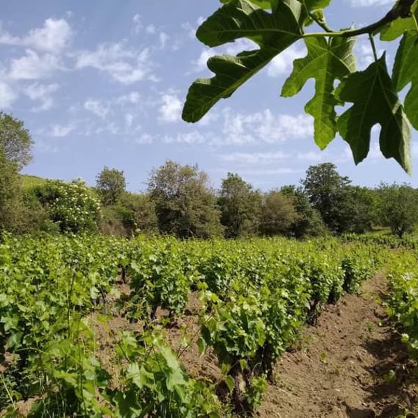 Azienda Agricola Paddeu - Giampaolo Paddeu
