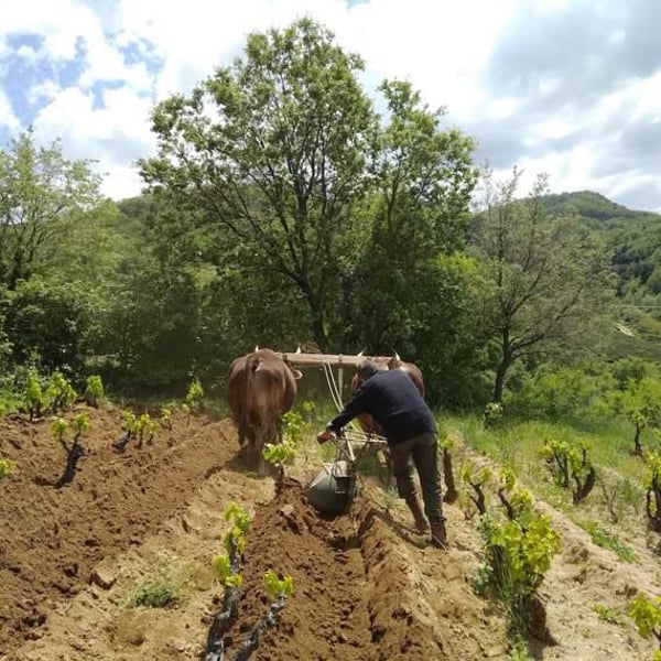 Azienda Agricola Paddeu - Giampaolo Paddeu