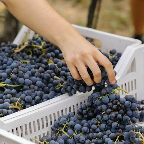 Masiero Società Agricola Semplice - Gianfranco e Giulia Masiero