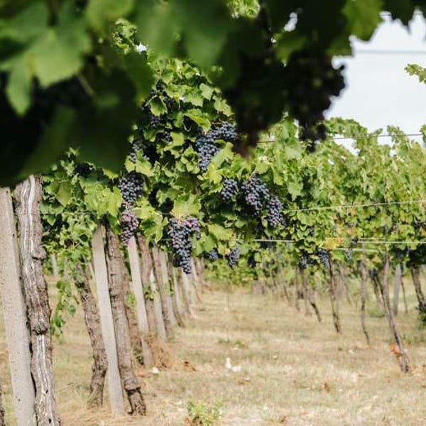 Masiero Società Agricola Semplice - Gianfranco e Giulia Masiero