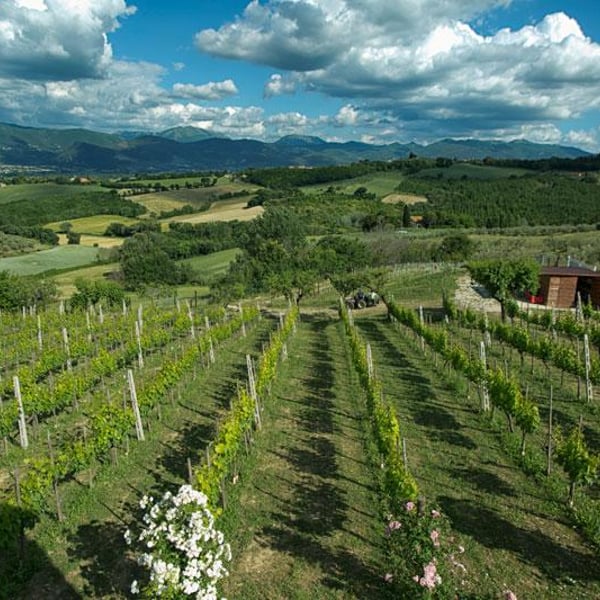 Cantina Ninni - Gianluca Piernera