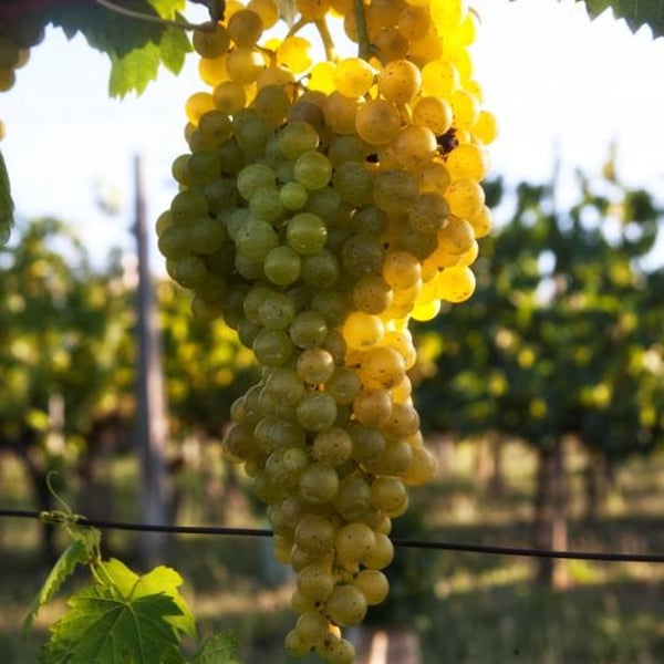 Cantina Ninni - Gianluca Piernera