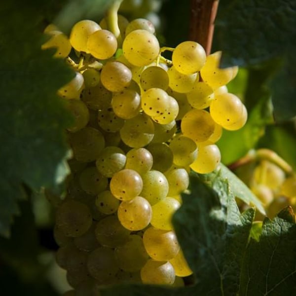 Cantina Ninni - Gianluca Piernera