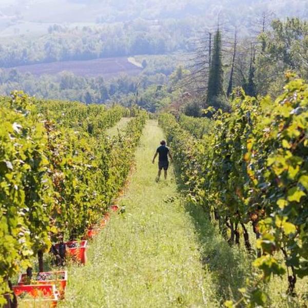 MARINFERNO Agricola Monferrina - Gianmaria Sforza Fogliani