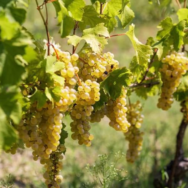 MARINFERNO Agricola Monferrina - Gianmaria Sforza Fogliani