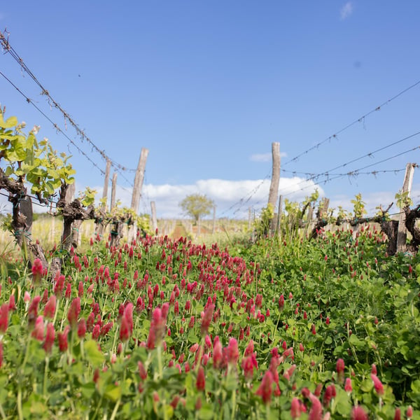 Gilberries Wines - Gilberries Wines