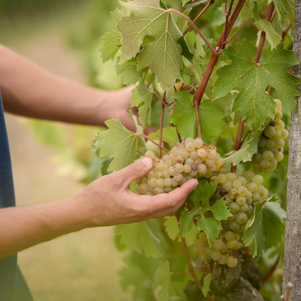 Gilberries Wines - Gilberries Wines