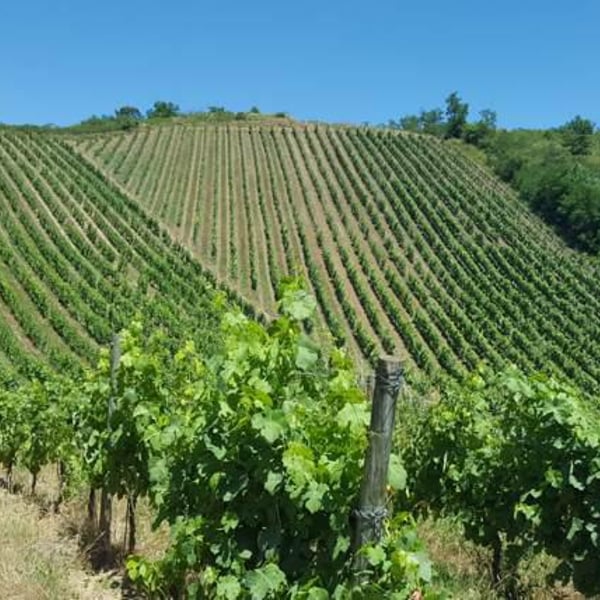 Vins de la Madone - Gilles Bonnefoy