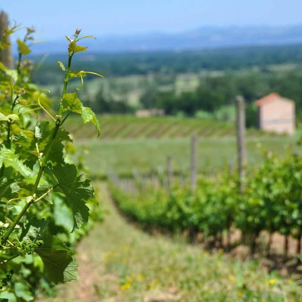 Vins de la Madone - Gilles Bonnefoy