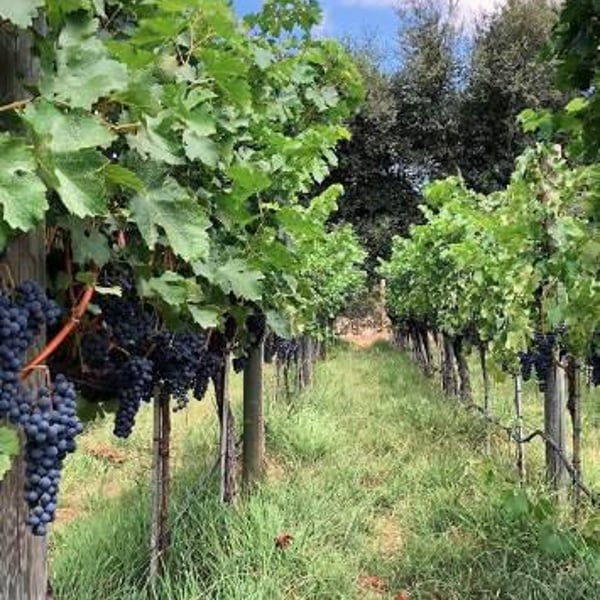 Sans Wine Co. - Gina Schober & Jake Stover