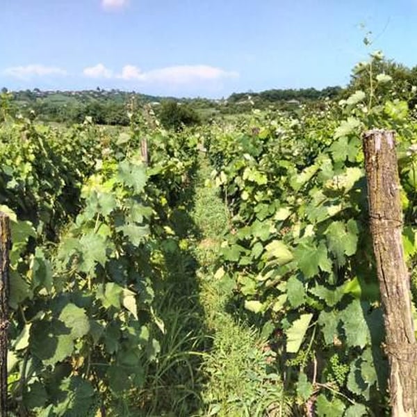 Mshvenieradze Winery - Giorgi, David & Soso Mshvenieradze