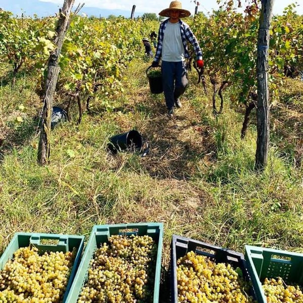 DoReMi Wine - Giorgi Tsirghvava & Mamuka Tsiklauri