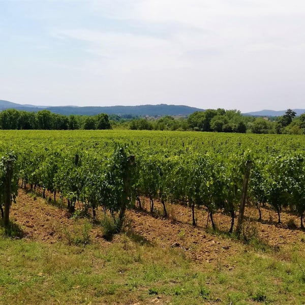 Azienda Agricola Pian del Pino - Giovanni Batacchi