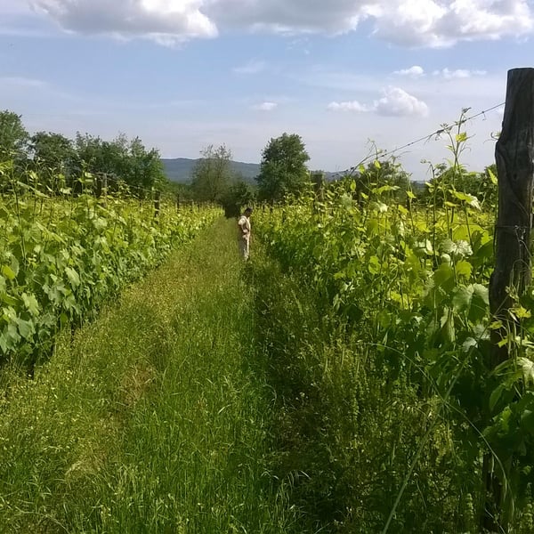 Azienda Agricola Pian del Pino - Giovanni Batacchi