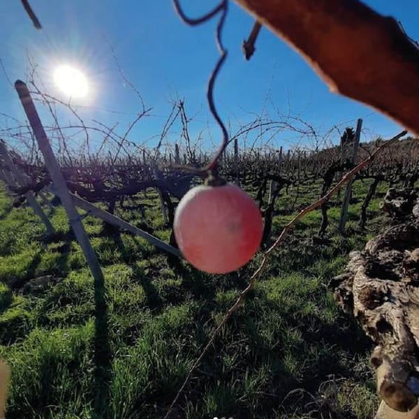 Fora Wines - Giovanni Bottazzi, Simone Fanton