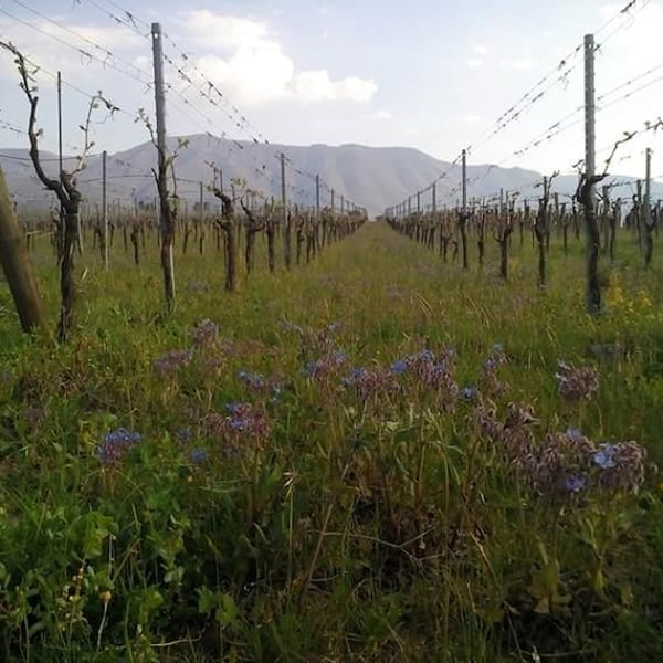 Azienda Agricola Giovanni Iannucci - Giovanni Iannucci