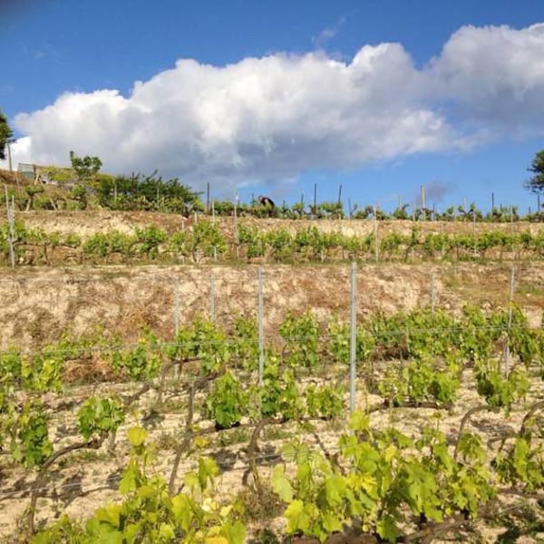 Azienda Agricola Bonavita - Giovanni Scarfone