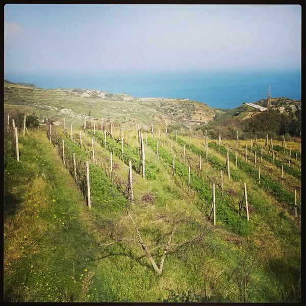 Azienda Agricola Bonavita - Giovanni Scarfone