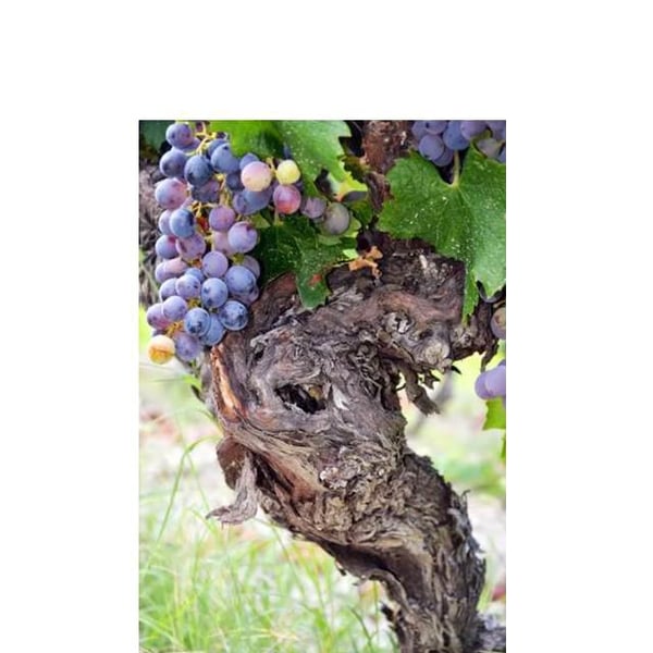 Azienda Agricola Bonavita - Giovanni Scarfone