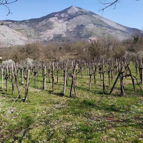 Azienda Agricola Aurete - Giovanni Vittiglio, Paolo Ingino & Eugenio Varone