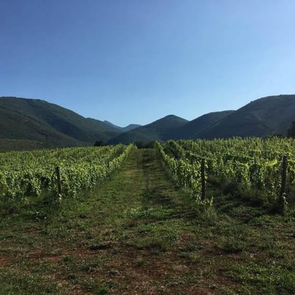 Azienda Agricola Aurete - Giovanni Vittiglio, Paolo Ingino & Eugenio Varone