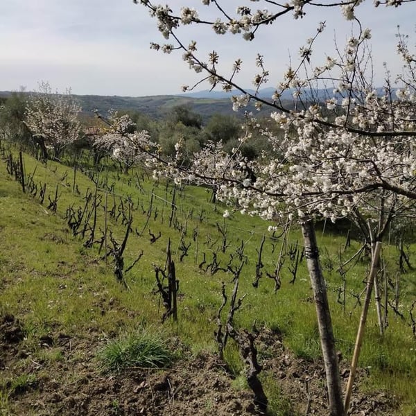 Giuditta Previtali e Luca Pesenti Compagnoni