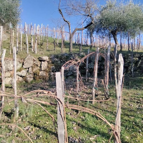 Le Vignette - Giuditta Previtali e Luca Pesenti Compagnoni