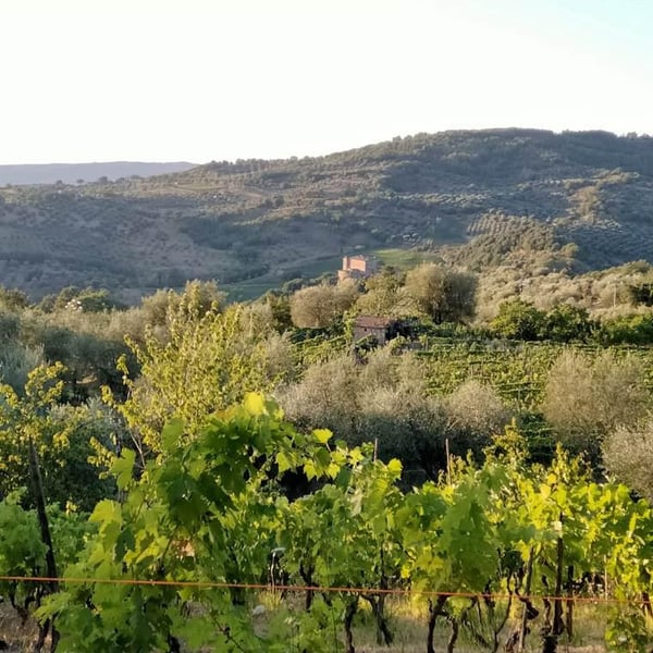 Le Vignette - Giuditta Previtali e Luca Pesenti Compagnoni