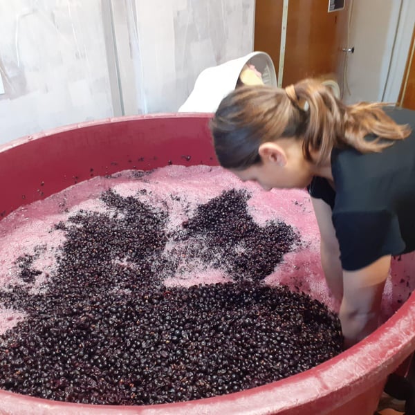 Cantina Antonioli - Giulia & Giorgio Antonioli