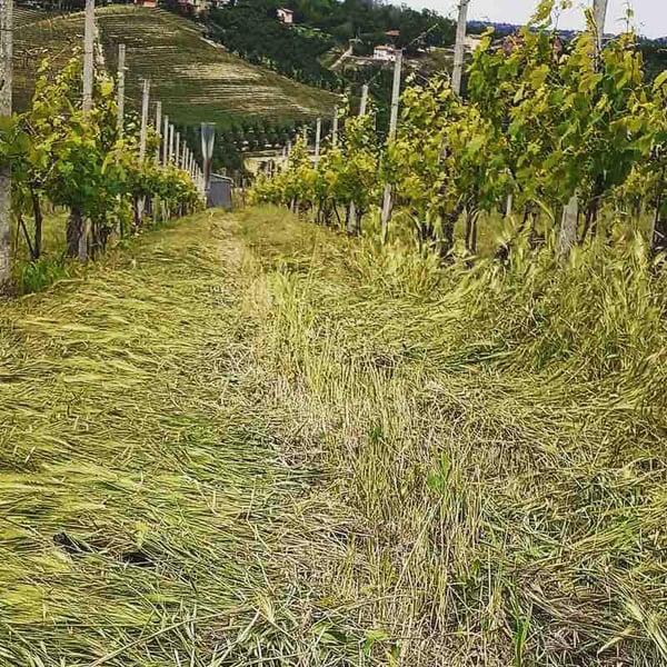 Gonella Vini - Giulia Rosa Lidia Gonella & Davide Vanni