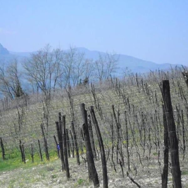 Azienda Agricola Denavolo - Giulio Armani