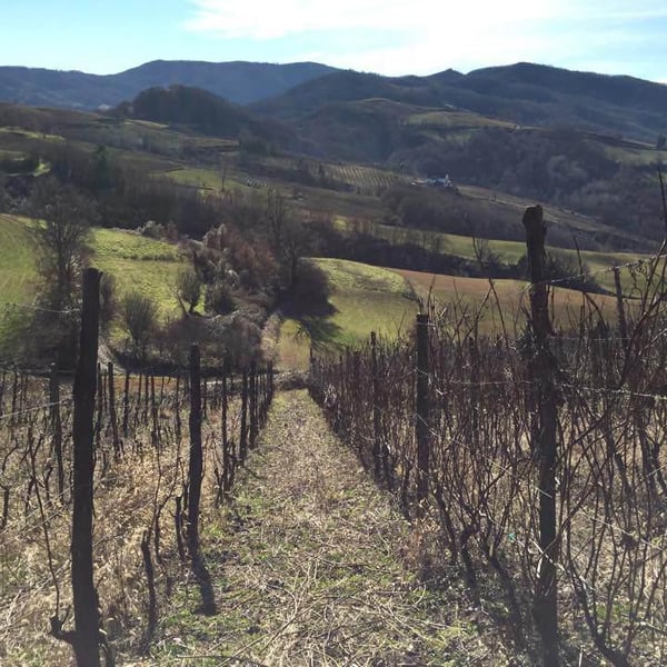 Azienda Agricola Denavolo - Giulio Armani