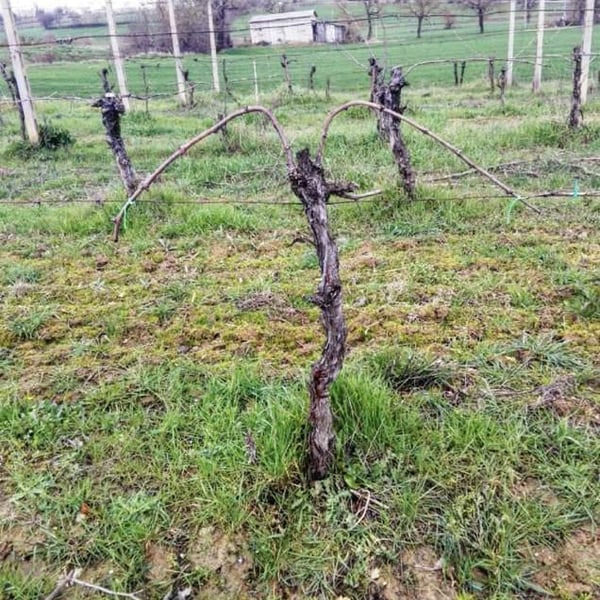Lumiluna Casa Vinicola - Giulio Rinaldi & Luca Bigicchia