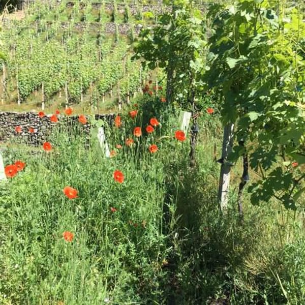 Azienda Agricola Boffalora - Giuseppe Guglielmo