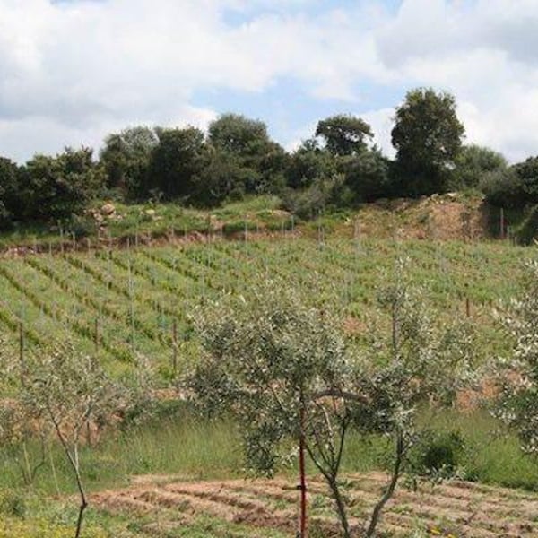 Cantina Orgosa - Giuseppe Musina