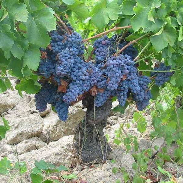 Cantina Orgosa - Giuseppe Musina