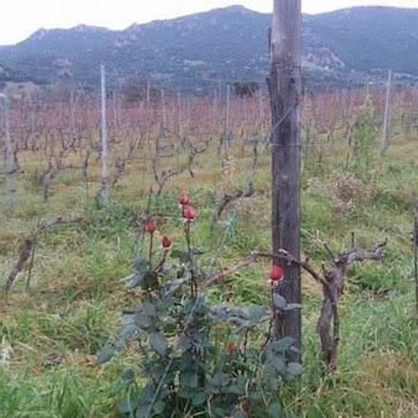 Cantina Orgosa - Giuseppe Musina