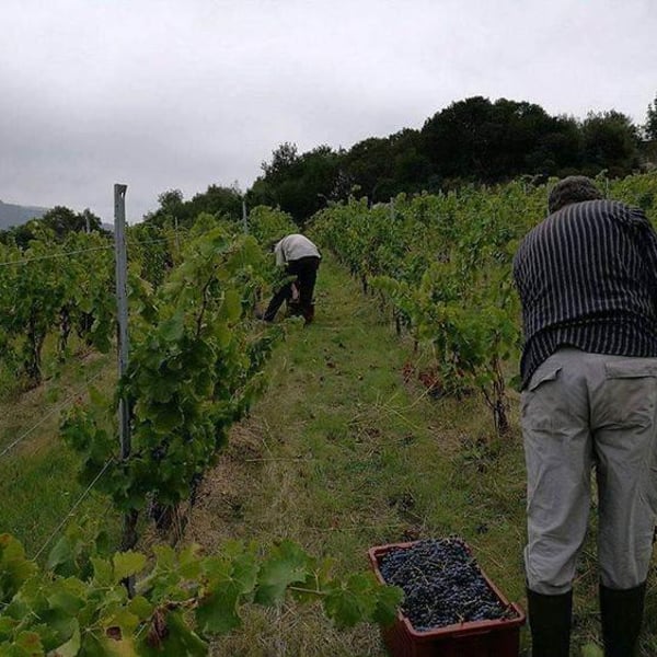 Cantina Orgosa - Giuseppe Musina
