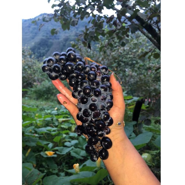 Kerasus Wine - Gizem Duyar