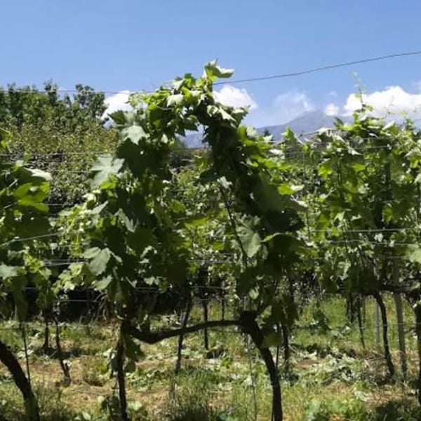 Tre.Mi.La. Etna wines - Gloria Di Paola